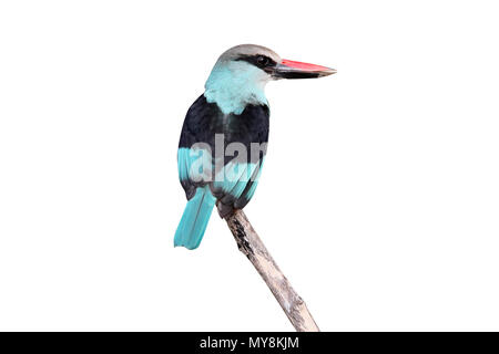 Woodland kingfisher, Halcyon senegalensis, singolo uccello sul ramo, Gambia, Febbraio 2016 Foto Stock