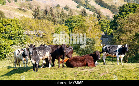 Bovini nella tranquilla valle Nidd Nidderdale North Yorkshire Regno Unito Foto Stock