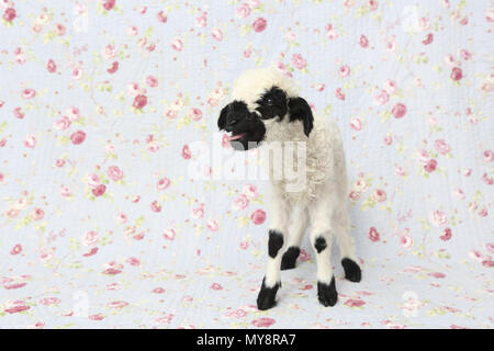 Vallese Blacknose pecore. Agnello (10 giorni) in piedi mentre belati. Studio Immagine contro uno sfondo blu con fiori di rose stampa. Germania Foto Stock