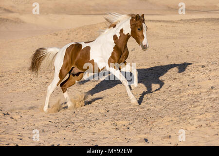 American Paint Horse. Tobiano stallone al galoppo nel deserto. Egitto Foto Stock