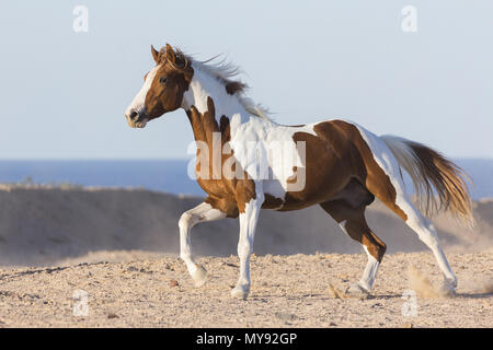 American Paint Horse. Tobiano stallone al galoppo nel deserto. Egitto Foto Stock