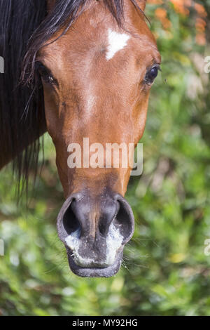 Arabian Horse cavallo. Il novellame di mare con nostril secrezioni. Egitto Foto Stock