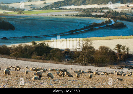 Inverno mattina sulla South Downs nel West Sussex, in Inghilterra. Foto Stock