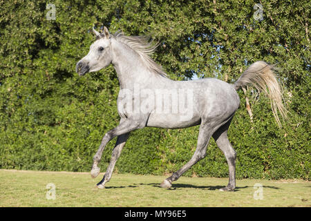 Arabian Horse. Stallone grigio al galoppo su un prato. Egitto Foto Stock