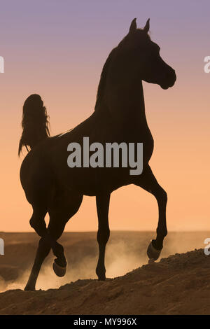 Arabian Horse. Stallone nero trottare nel deserto, stagliano contro il cielo di sera. Egitto Foto Stock