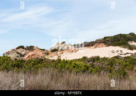 La natura in primavera sulla isola di La Maddalena con piante e fiori e cielo Foto Stock