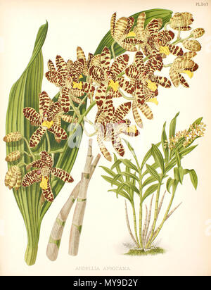 . Inglese: illustrazione di Ansellia africana da BOSCH Williams, R. Warner Il Orchid Album . 1889. John Nugent Fitch (Illustrator), Bosch Williams, R. Warner (editori) 43 Ansellia africana Foto Stock