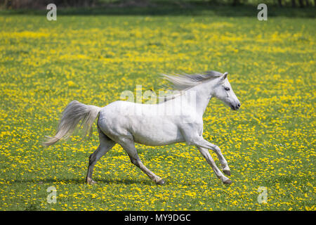 Pony Welsh (sezione B). Grigio mare al galoppo su un prato. Germania Foto Stock