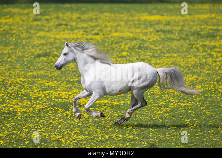 Pony Welsh (sezione B). Grigio mare al galoppo su un prato. Germania Foto Stock