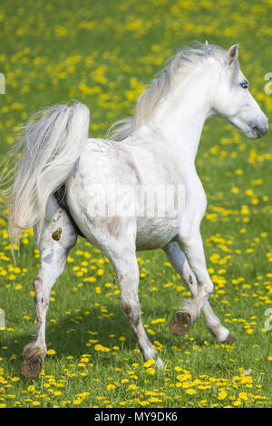 Pony Welsh (sezione B). Grigio mare al galoppo su un prato, defecare. Germania Foto Stock