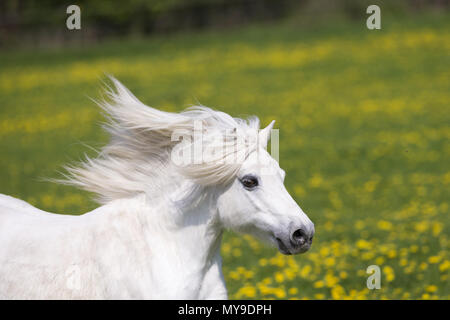 Pony Shetland. Grigio mare al galoppo su un prato. Ritratto con la criniera fluente. Germania Foto Stock