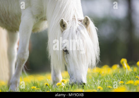 Pony Shetland. Ritratto con il grigio mare al pascolo. Germania Foto Stock