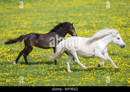 Pony Welsh (sezione B). Grigio mare e suinetto svezzato (tedesco cavalcare pony) al galoppo su un pascolo. Germania Foto Stock