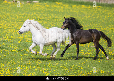 Pony Welsh (sezione B). Grigio mare e suinetto svezzato (tedesco cavalcare pony) al galoppo su un pascolo. Germania Foto Stock