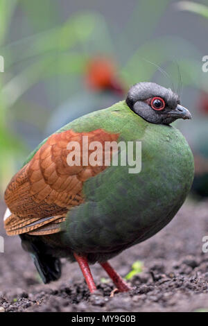 Crestato Pernice (Rollulus rouloul) captive Foto Stock