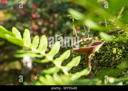 Vista dettagliata del singolo di funghi selvatici che crescono in foresta circondato da fern Foto Stock