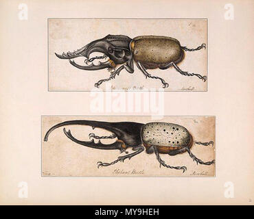 . Inglese: Rinoceronte e Elephant beetle . prima di 1682. Il Maresciallo Alexander (c1620-1682) 31 Alexander Marshal09 Foto Stock