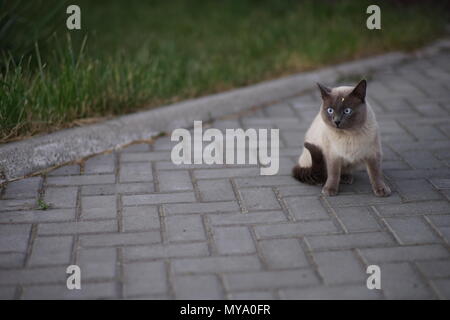 Gatto siamese gatto si siede su una piastrella in un cantiere di estate Foto Stock