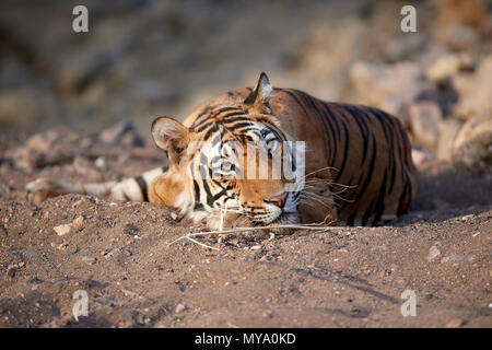 Tigre del Bengala Cub Foto Stock