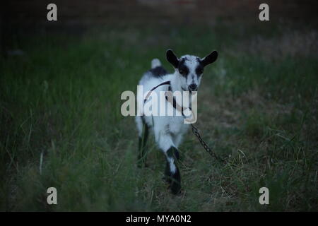 Capretta nel campo Foto Stock