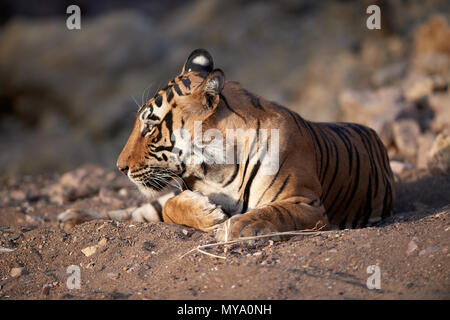 Tigre del Bengala Cub Foto Stock