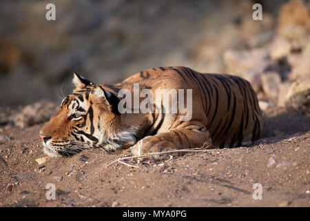 Tigre del Bengala Cub Foto Stock