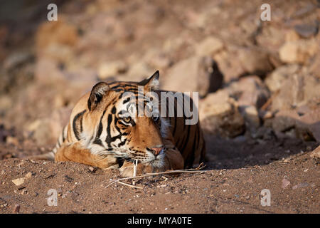 Tigre del Bengala Cub Foto Stock