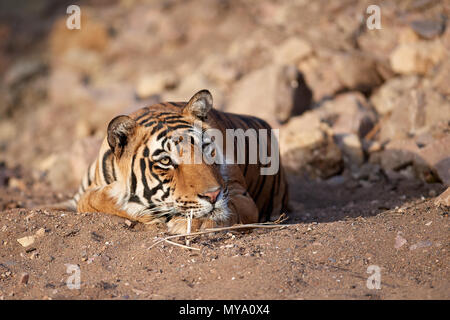 Tigre del Bengala Cub Foto Stock