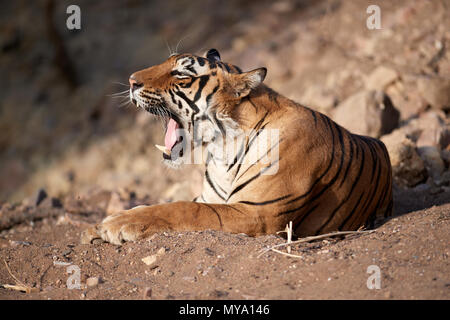 Tigre del Bengala Cub Foto Stock