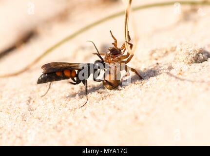 Nero-nastrare spider wasp (Anoplius viaticus) con catturato Wolf spider (Lycosidae), riserva Dünenheide, isola di Hiddensee Foto Stock