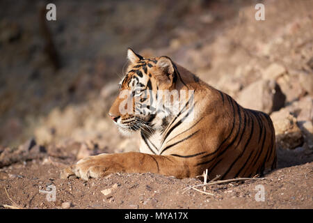 Tigre del Bengala Cub Foto Stock