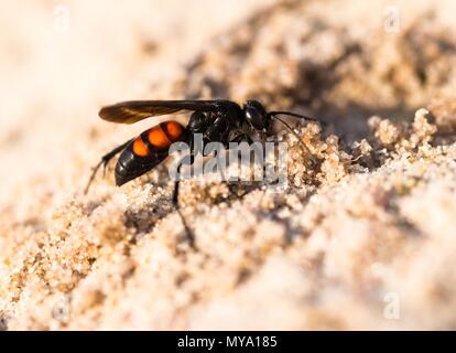 Nero-nastrare spider wasp (Anoplius viaticus), Dünenheide Riserva Naturale, Hiddensee Isola, Meclemburgo-Pomerania Occidentale Foto Stock