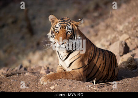 Tigre del Bengala Cub Foto Stock