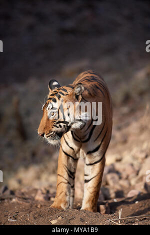 Tigre del Bengala Cub Foto Stock