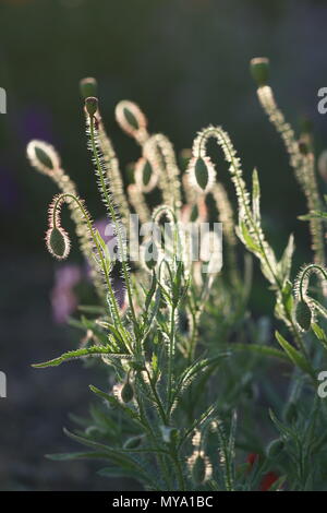 Chiuso germogli verdi di papaveri Foto Stock