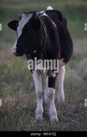 In bianco e nero sul polpaccio una catena in un campo Foto Stock