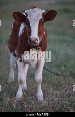 Bianco marrone spotted cow pascolare in un campo Foto Stock
