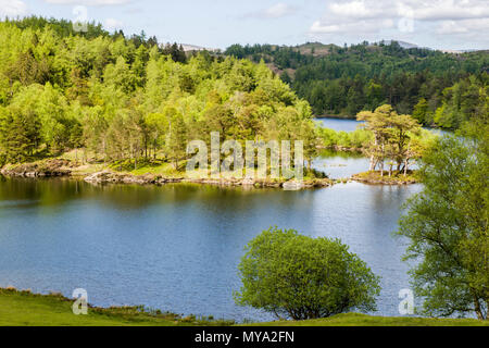 Tarn Hows, una serie di laghi in uno nel parco nazionale del Lake District Cumbria Foto Stock