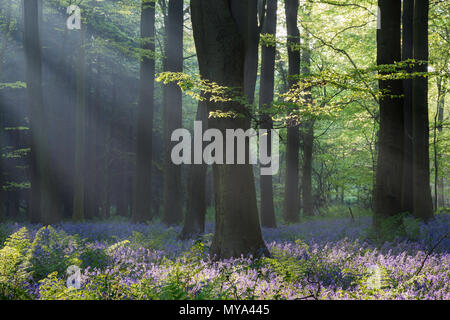 La mattina presto gli alberi della luce attraverso il bosco di faggio durante la stagione bluebell al King's legno, Challock vicino a Ashford, Kent, Regno Unito. Foto Stock