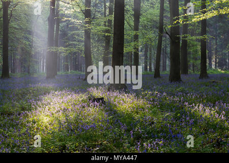 La mattina presto gli alberi della luce attraverso il bosco di faggio durante la stagione bluebell al King's legno, Challock vicino a Ashford, Kent, Regno Unito. Foto Stock