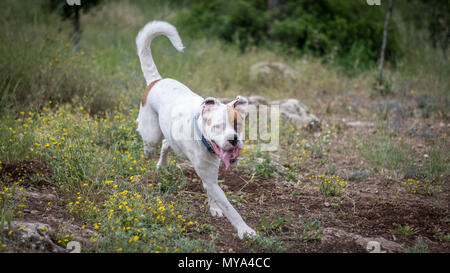 Esecuzione di bulldog all'aperto Foto Stock