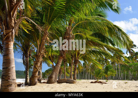 La spiaggia di Rincon selvaggio e difficile da raggiungere sulla penisola di Samana nella Repubblica Dominicana Foto Stock