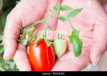 Gli agricoltori le mani con appena raccolto il pomodoro e il pepe. Appena raccolto i pomodori in mani. Ragazza giovane mano azienda verde biologico sano naturale f Foto Stock