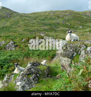 Le pecore di montagna su The Isle of Mull, Highlands, Scotland, Regno Unito Foto Stock