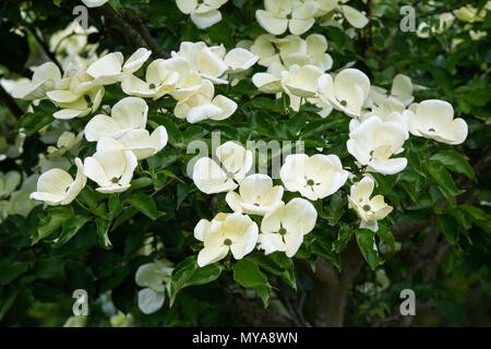 Cornus x elwinortonii "Venus". Albero di corniolo fiori in primavera. Regno Unito Foto Stock