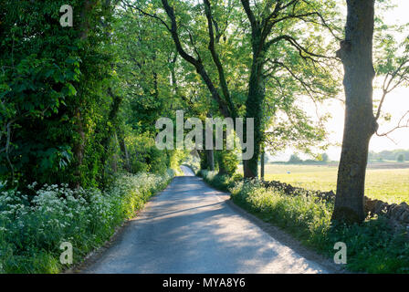 Luce del sole serale in cotswold campagna vicino Guiting power , Cotswolds, Gloucestershire, Regno Unito Foto Stock