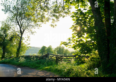 Luce del sole serale in cotswold campagna vicino Guiting power, Cotswolds, Gloucestershire, Regno Unito Foto Stock