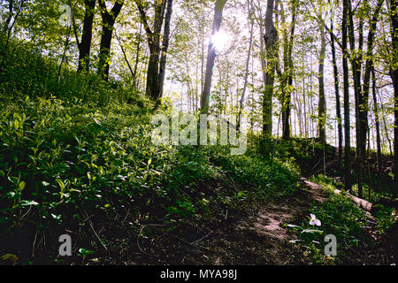 Trillium fiorente sulla collina in Ontario. Bella foresta coperta di fiori bianchi trillium Foto Stock