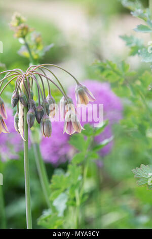 Nectaroscordum siculum. Allium siculum fiori. Il miele siciliano aglio Foto Stock