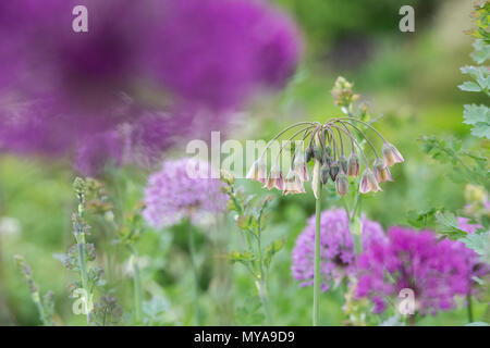 Nectaroscordum siculum. Allium siculum fiori. Il miele siciliano aglio Foto Stock